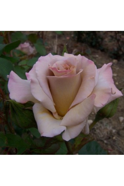 Троянда Стефен Руло